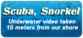 Scuba, Snorkel 15 meters from our shore!