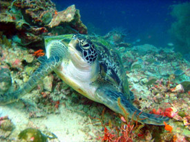 Plantation Bay Resort and Spa - Activities